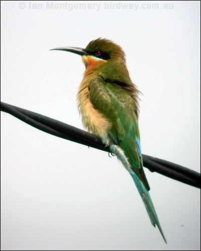 Blue-tailed Bee-eater blue_tail_bee_eater_06680.psd