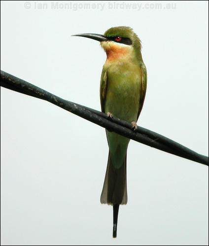Blue-tailed Bee-eater blue_tail_bee_eater_06690.psd