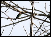 bluethroat_bee_eater_49804