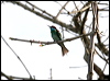bluethroat_bee_eater_49807