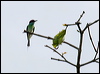 bluethroat_bee_eater_49811