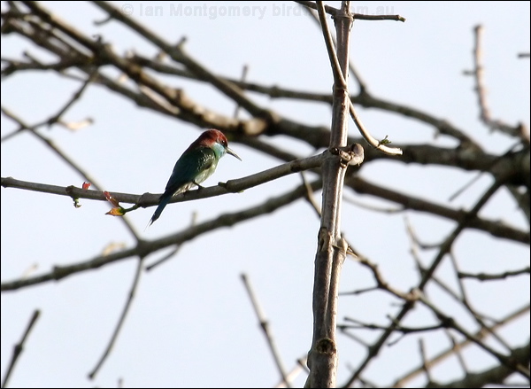 Blue-throated Bee-eater bluethroat_bee_eater_49804.psd