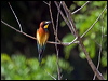 european_bee_eater_169382