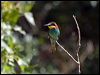 european_bee_eater_169407