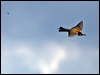 european_bee_eater_169415