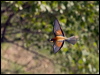 european_bee_eater_169423