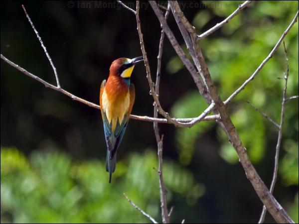 European Bee-eater european_bee_eater_169382.psd