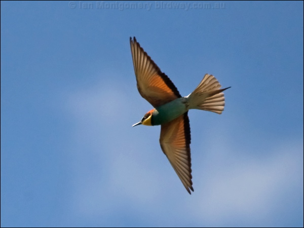 European Bee-eater european_bee_eater_169390.psd
