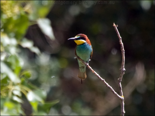 European Bee-eater european_bee_eater_169407.psd
