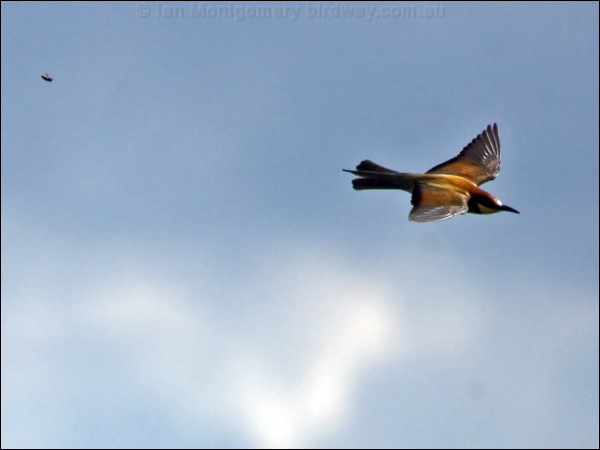 European Bee-eater european_bee_eater_169415.psd