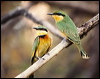 little_bee_eater_01