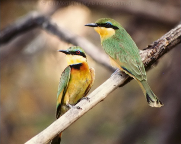 Little Bee-eater little_bee_eater_01.psd