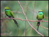 littlegreen_beeeater_16681
