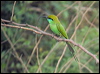 littlegreen_beeeater_16687