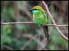 littlegreen_beeeater_16714