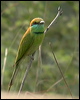 littlegreen_beeeater_16790