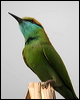 littlegreen_beeeater_16832
