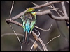 rainbow_bee_eater_163645