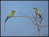 rainbow_bee_eater_163649