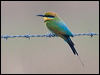 rainbow_bee_eater_169728