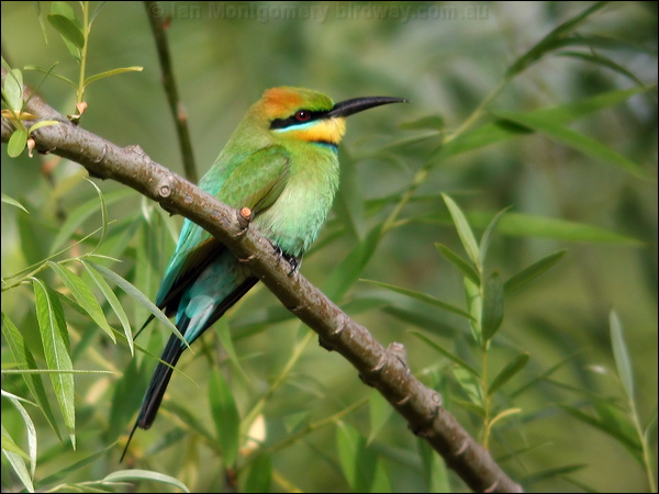 Rainbow Bee-eater rainbow_bee_eater_07030.psd