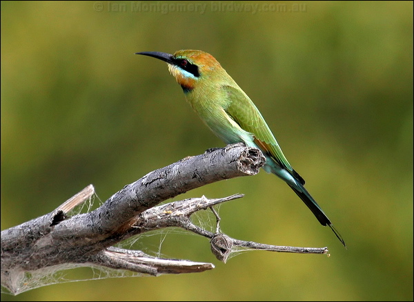 Rainbow Bee-eater rainbow_bee_eater_15231.psd