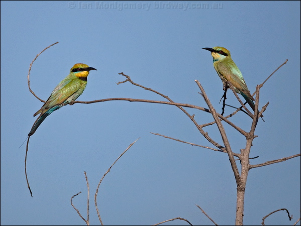 Rainbow Bee-eater rainbow_bee_eater_163649.psd