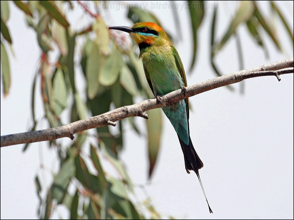 Rainbow Bee-eater rainbow_bee_eater_60475.psd