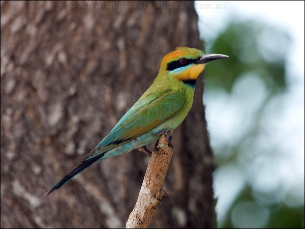 Rainbow Bee-eater rainbow_bee_eater_91314.psd
