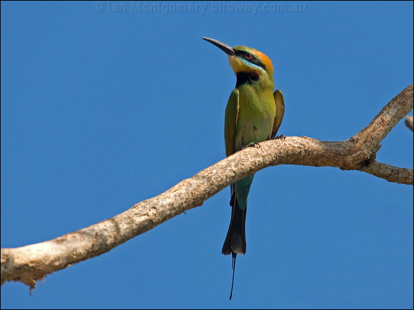 Rainbow Bee-eater rainbow_bee_eater_91351.psd