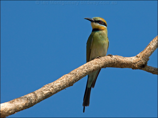 Rainbow Bee-eater rainbow_bee_eater_91355.psd