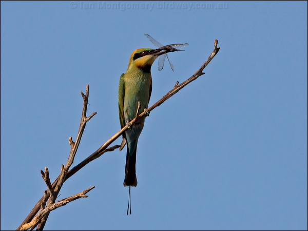 Rainbow Bee-eater rainbow_bee_eater_92708.psd