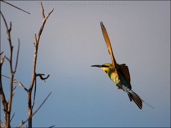 Rainbow Bee-eater rainbow_bee_eater_92735.psd