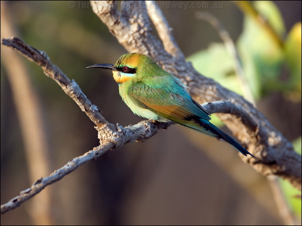Rainbow Bee-eater rainbow_bee_eater_93989.psd