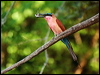 southern_carmine_bee_eater