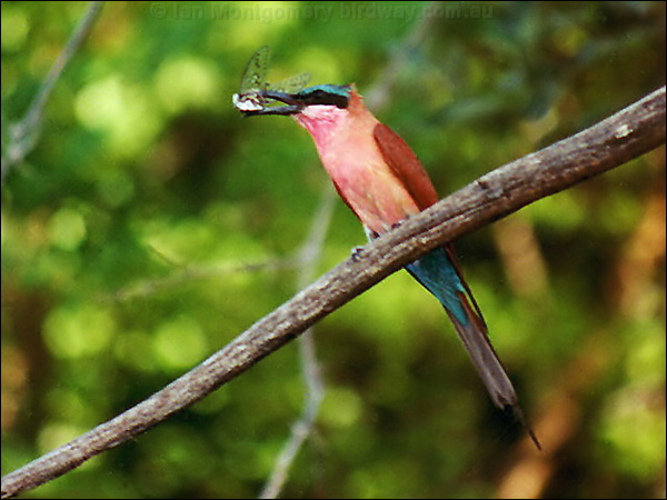 Southern Carmine Bee-eater southern_carmine_bee_eater.psd