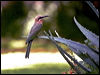 Click here to enter gallery and see photos/pictures/images of White-fronted Bee-eater