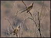 chilean_mockingbird_207086