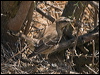 chilean_mockingbird_207678