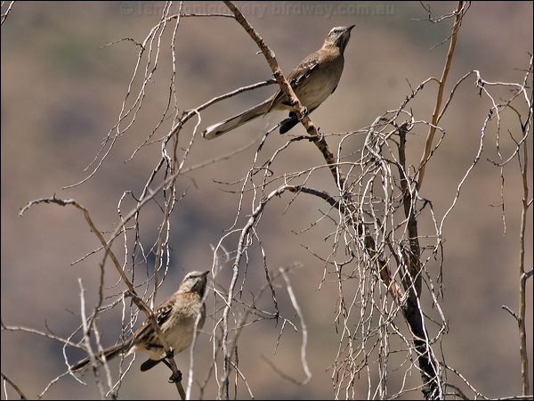 Chilean Mockingbird chilean_mockingbird_207086.psd