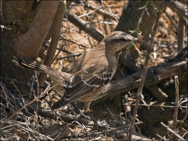 Chilean Mockingbird chilean_mockingbird_207678.psd