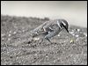 longtailmockingbird_27339