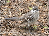longtailmockingbird_27534