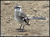 longtailmockingbird_27538