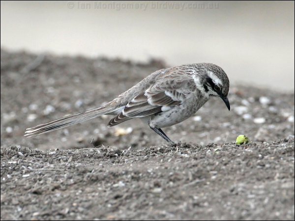 Long-tailed Mockingbird longtailmockingbird_27339.psd
