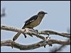 northern_mockingbird_66237