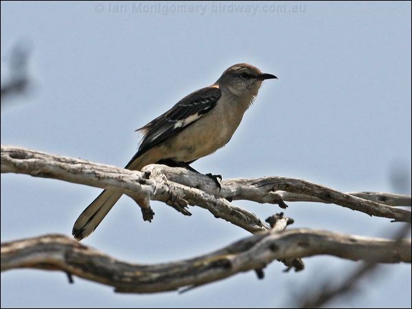 Northern Mockingbird northern_mockingbird_66237.psd