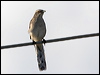 Click here to enter gallery and see photos/pictures/images of Tropical Mockingbird
