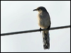 tropical_mockingbird_20692