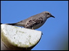 tropical_mockingbird_23544